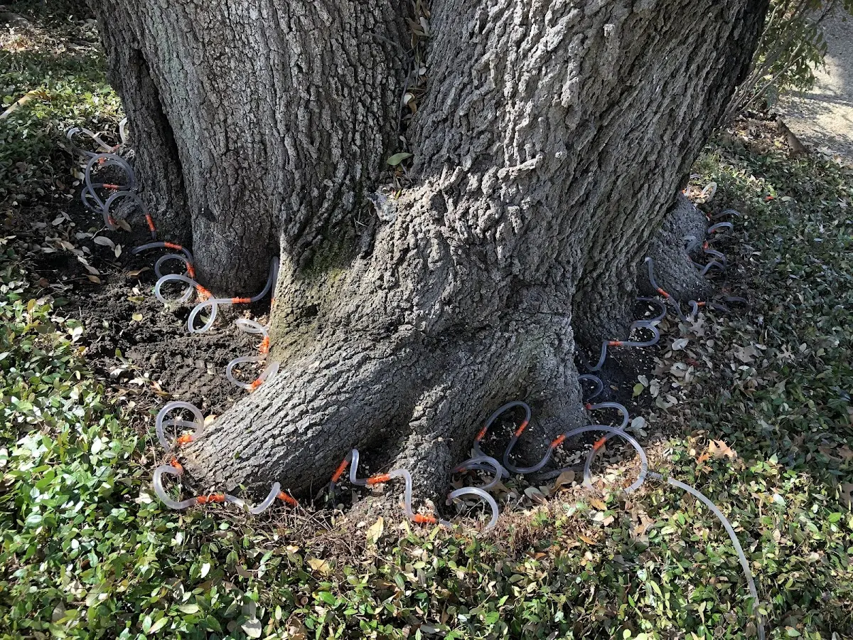Detailed Tree Cabling and Bracing job site in Lake Hughes