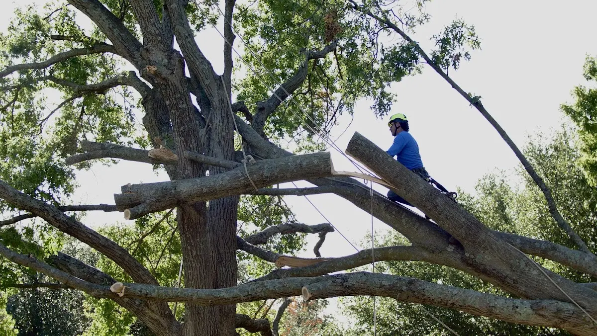 Professional Crown Thinning performed by certified arborists in Lake Hughes
